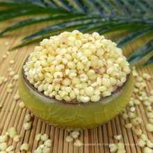 Chinese White Sorghum